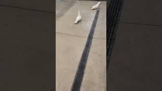 Rascal always waits for his brother Perry Nathan 🤣🤣 bird cockatoos cockatoolife [upl. by Tamara323]