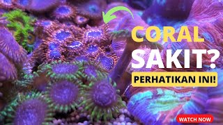 Tips Merawat Coral ZoaMudah untuk Pemula No Dosing [upl. by Alekin]