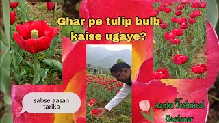 How to grow Tulip bulbs Tulip flower25 January 2024 [upl. by Palla]