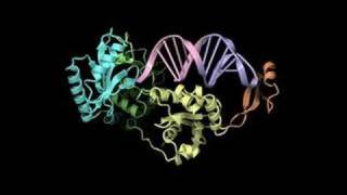 Mechanism of templateindependent CCA addition by CCAadding enzyme [upl. by Gnolb767]