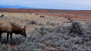 Massive Elk Herd Passes Through Farm Field – MustSee Trail Cam Footage [upl. by Elman]