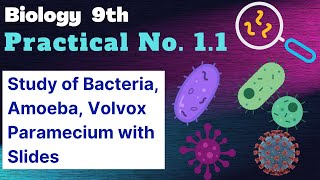 Study of different types of bacteria Amoeba Paramecium Volvox with the help of preparaed slides [upl. by Nylanej314]