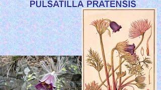 PULSATILLA PRATENSIS  ΑΝΤΙΜΕΤΩΠΙΣΗ ΟΞΕΩΝ ΚΑΤΑΣΤΑΣΕΩΝ ΜΕ ΟΜΟΙΟΠΑΘΗΤΙΚΗ [upl. by Pickford]