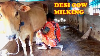 Desi cow milking। Village lady milking a cow by hand। Channel 96। Episode 191 [upl. by Vasilis]