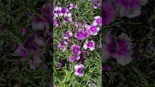 Dianthus chinensisChina pinksbeautifulflowers NewzealandshortsShortfeeds [upl. by Urbanus]