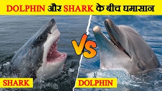 Dolphin और Shark के बीच मुकाबला  Dolphin Vs Shark Fight Who Will Win [upl. by Nabatse]