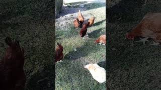 🐔 Scooping Feed While Collecting Fresh Eggs 🍂🍳 [upl. by Aible]