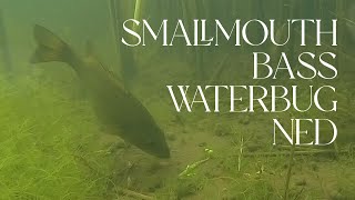 Smallmouth Bass Waterbug Ned shorts [upl. by Miah595]