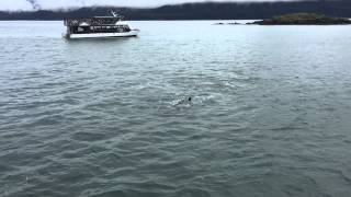 Transient killer whales attacking a Steller sea lion in Juneau Alaska [upl. by Ebby]