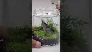 Memberikan Air Pada Terrarium shortvideo nature terrarium paludariumindonesia vivarium fyp [upl. by Wende]