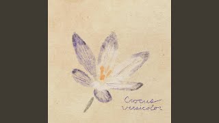 Crocus Versicolor [upl. by Elleined]