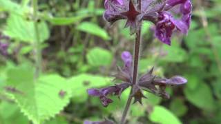 Hedge Woundwort Stachys Sylvatica  20130713 [upl. by Rakel247]