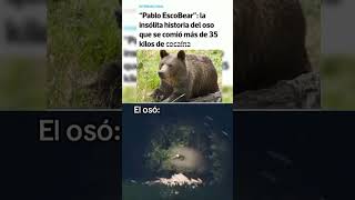 El oso maria no exis meme tiktok humor animals osos maria fyp fypシ゚viral fy [upl. by Nhepets]