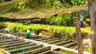 Documental TV Agro en Acuario Calypso Part1 [upl. by Eigna]