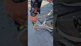 Bonnethead Baby Shark On A Hook amp Released At Fishing Pier [upl. by Emlyn995]