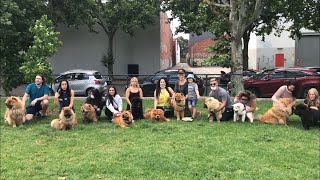 Chow chow meet up in Melbourne November 2020 [upl. by Akirahc]