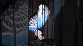 Owly Edit birds parakeet budgies [upl. by Kanya]