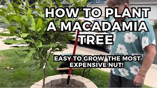 Macadamia Nut Tree  Planting for Success  Fertilizer  Soil Amendments [upl. by Mosera804]