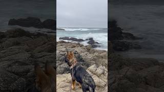 17Mile Drive with Hektor gsdpuppy germanshepherd doglover highway1 monterrey [upl. by Conard]