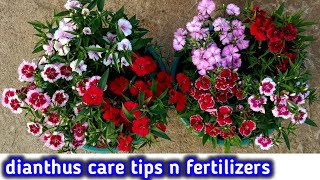 Dianthussweet william care tips n fertilizers  how to care dianthus for more flowers  dianthus [upl. by Nahamas54]