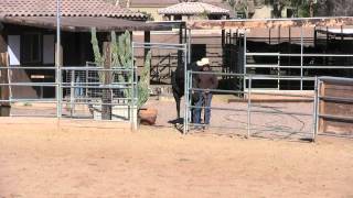 Horse Handling Tip 2 TurnOut [upl. by Nager]