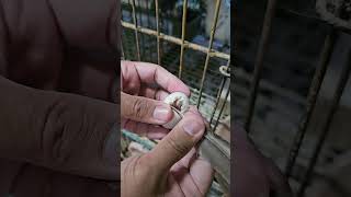 Pigeon egg hatching birds pigeonfan pigeon pigeonloves birdspecies kabutar pigeonlove bird [upl. by Anuahs]