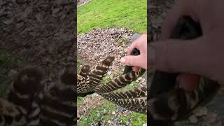 Removing wing feathers from a turkey the easy way [upl. by Niveb285]