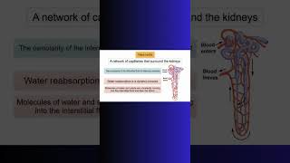 VASA RECTA LOOP OF HENLE COUNTERCURRENT KIDNEYS kidney water physiology cellbiology cell [upl. by Notyep]