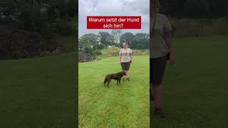 Warum setzt sich der Hund hin [upl. by Halland364]