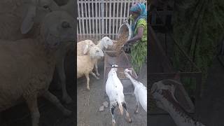 A woman feeding sheep women sheep feed shorts [upl. by Jaworski]