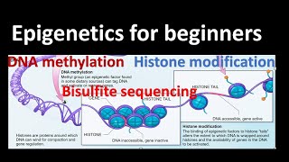 Epigenetics DNA methylation  Histone Modifications Bisulfite sequencing Genetics for beginners [upl. by Rafa358]