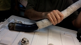 Scientists study their first giant shipworm [upl. by Allicerp]