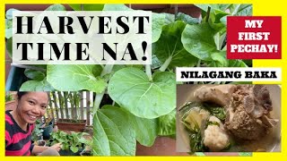 FINALLY My First Harvest On My Balcony Garden  Pechay For Nilagang Baka [upl. by Lorry]