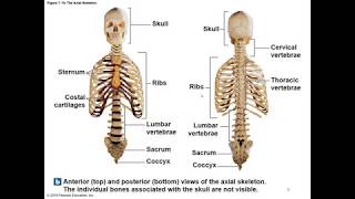 Chapter 7 Axial Skeleton [upl. by Gnod274]