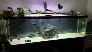 Tropheus Duboisi Only Tank [upl. by Tihom559]