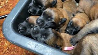 Puppies crying The sound that all dogs love Belgian Malinois [upl. by Nhguaval]