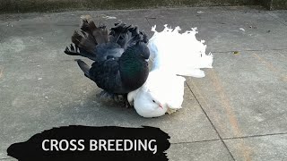 Black Fantail and White Fantail cross breeding  New Black Fantail Pigeon  Lakka [upl. by Freyah]