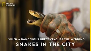 Hissing off Deadly Snakes  Snakes In The City  National Geographic [upl. by Shaffer77]