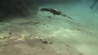 Anhinga and Cormorant swimming underwater [upl. by Pennebaker]