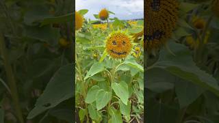 Unreal sunflower farm in Scotland [upl. by Annor]