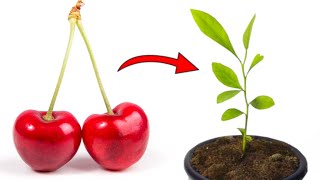 Grow Cherry Trees from Seed  THE QUICK AND EASY EXPLANATION [upl. by Corel]