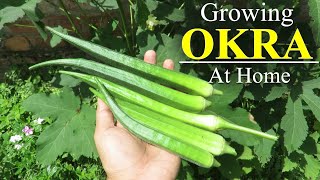 Growing Okra From Seed  Okra Plant Growing in Containers at Home  How To Grow Okra [upl. by Avis678]