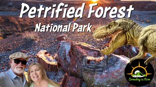 Petrified Forest The mystery revealed [upl. by Lindholm921]