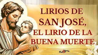 🔴LIRIOS PERFUMADOS DE SAN JOSÉ  EL LIRIO DE LA BUENA MUERTE ❤️ [upl. by Leunamne261]