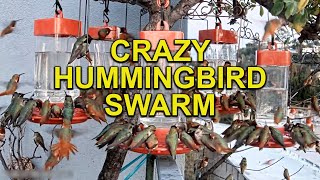 Hundreds of HUMMINGBIRDS Feeding on Feeders [upl. by Olva]