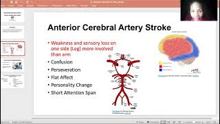 What is a Anterior Cerebral Artery Stroke [upl. by Aicatsal]