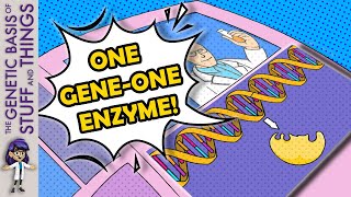 Explaining the GENEius discovery of the “one gene  one enzyme” hypothesis [upl. by Cinamod]