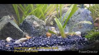 Dwarf Pygmy Goby or Philippine Goby Pandaka pygmaea [upl. by Eetak]