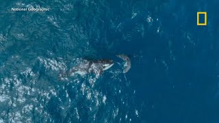 Rare footage captures lone orca killing great white shark [upl. by Petronella872]