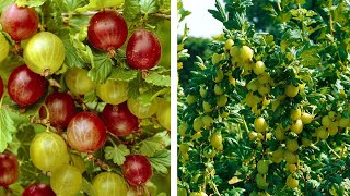 How to Grow Gooseberries Easy Fruit Planting Guide [upl. by Lemay]